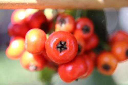 20151103 ピラカンサ3.jpg