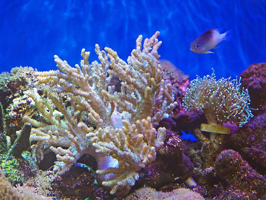 新魚 続々 来訪 湘南水族館 犬バカの魚好き 楽天ブログ