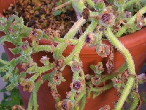 DSCN2928 (300x225).jpg