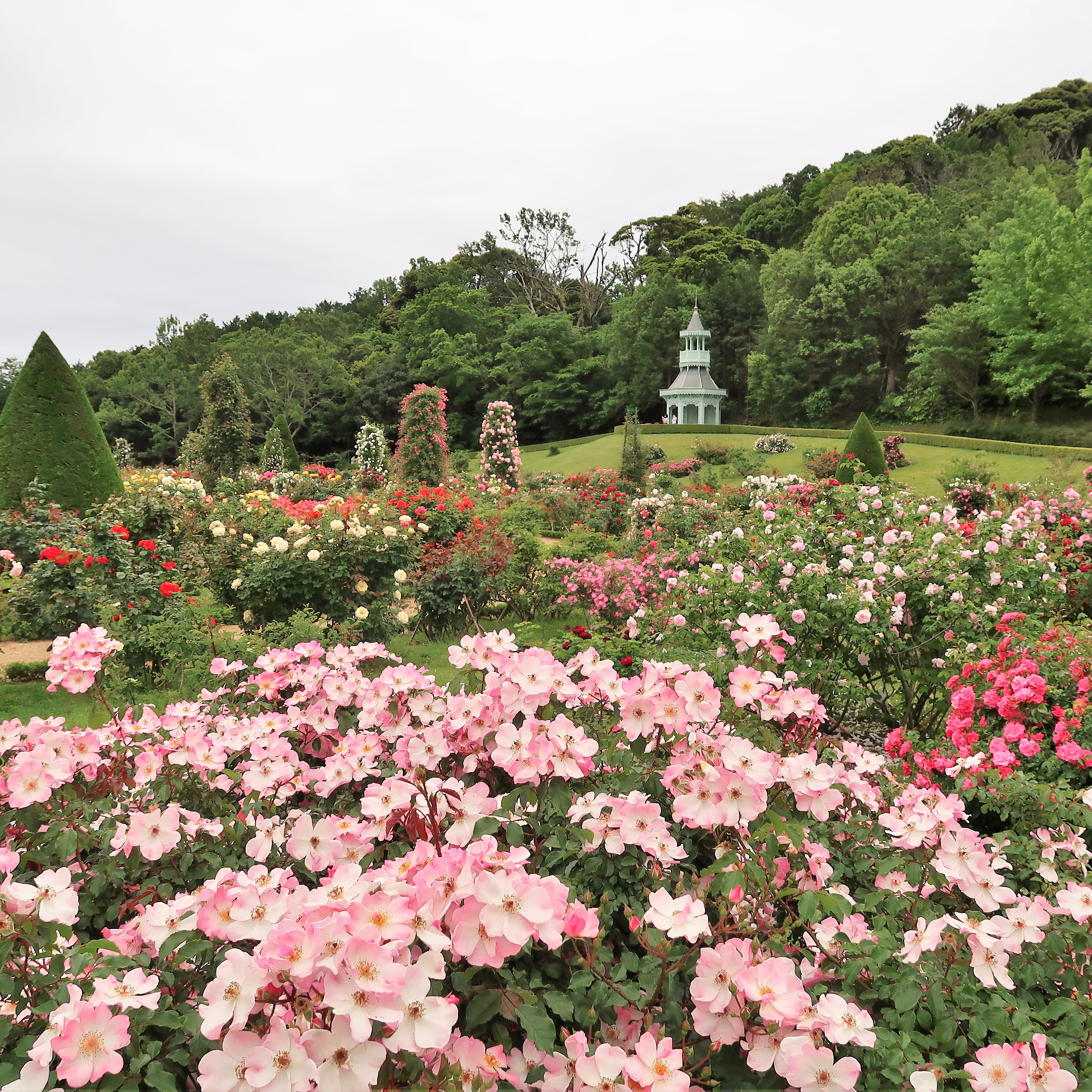 河津バガテル公園でバラが見事に開花 伊豆高原で小さな宿を営むオーナーの地元情報 楽天ブログ