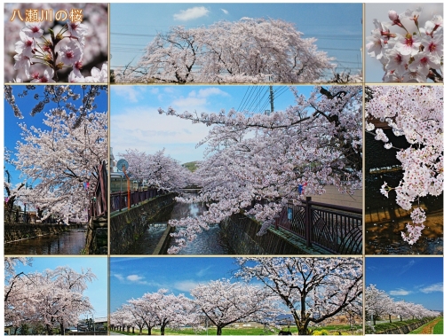 八瀬川の桜.jpg