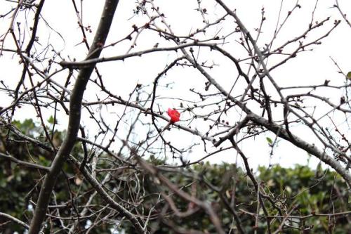 20160123 木瓜3.jpg