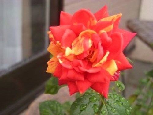 DSCN3278 (300x225).jpg