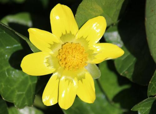 20150228 ヒメリュウキンカ4.jpg