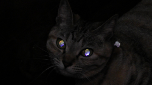 光る猫の目