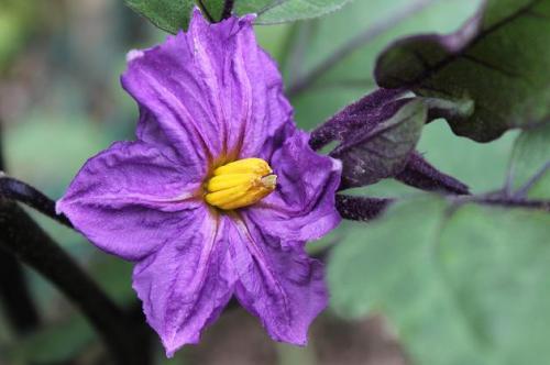 201505023 ナスビ.jpg