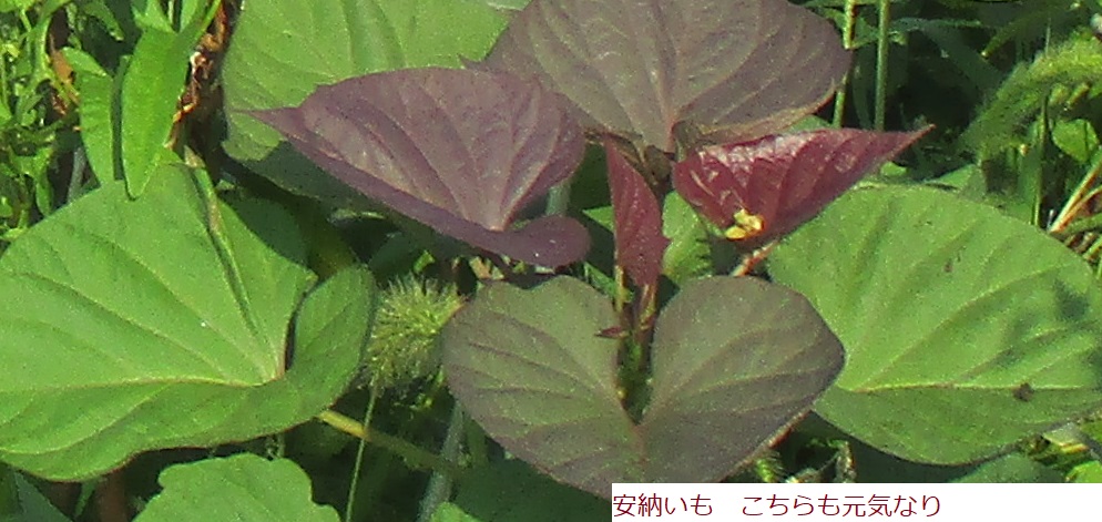 09月05日 さつまいも 紫芋 金時芋 安納芋 紅東芋 4つ植えている 安納芋ちいさい 豆 おべんきょう その077 はた坊のブログ 家庭菜園を始めて18年目に 菜園に専念に なりました 楽天ブログ