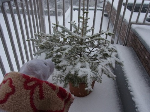 大雪で喜ぶモミの木ちゃん.jpg