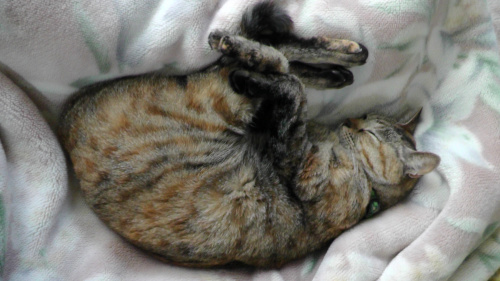 毛布の上で寝る猫