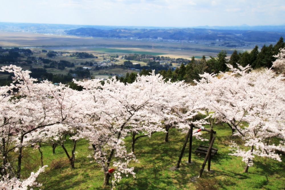 県南 平泉町 平安時代の桜を復活 西行桜の森 イーハトーブログ 楽天ブログ