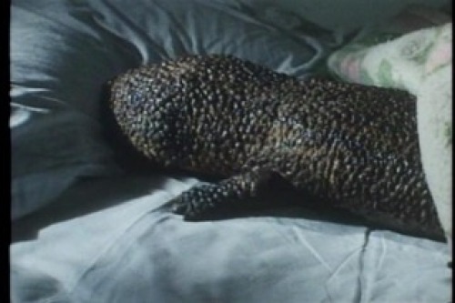 PDVD_003.jpg