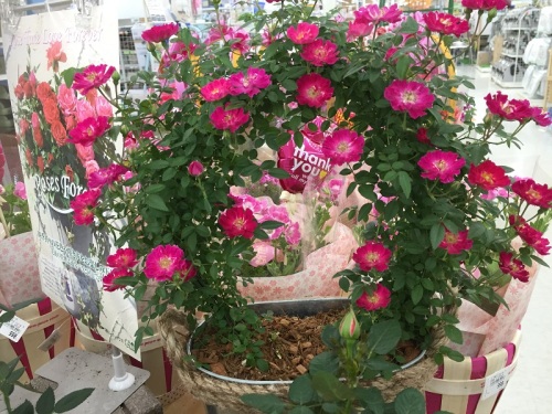 2016-04-30 14.23.34.jpg