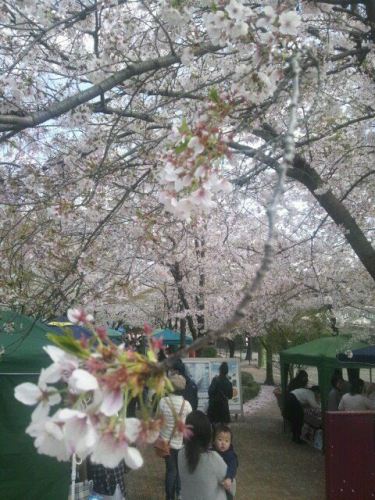 暑いくらいの暖かさで桜も満開♪<br />
市も大にぎわいでした～