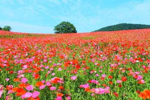 Shirley poppies 3