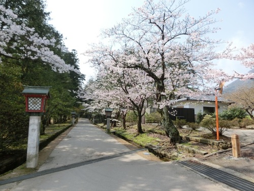 弥彦公園桜2.jpg