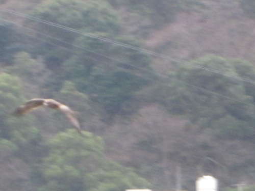 IMG_4212とんび.jpg