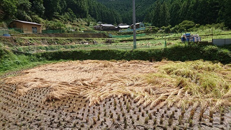 稲が害虫にやられました のんきな私のブログ 楽天ブログ