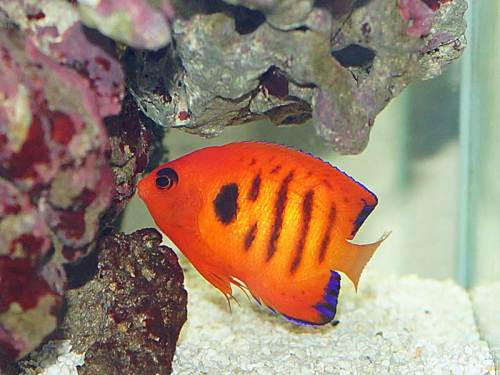 4ページ目の 海水魚の病気 湘南水族館 犬バカの魚好き 楽天ブログ 4ページ目の 海水魚の病気 湘南水族館 犬バカの魚好き 楽天ブログ