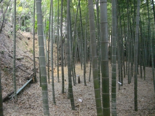 小机城根古谷腰曲輪 (500x375).jpg