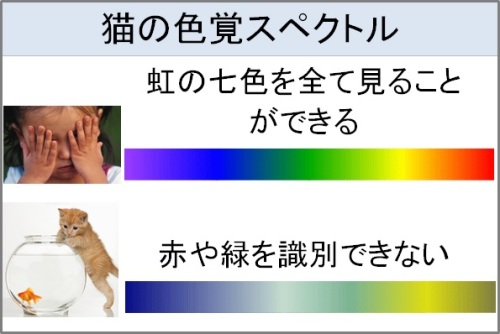 色覚スペクトル.jpg