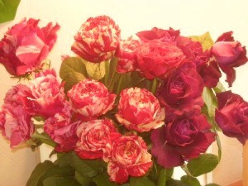 DSCN8340 (300x225).jpg