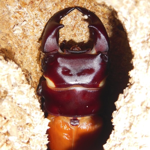 hB4Cβ-02-02 (3).JPG