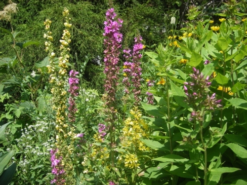 IMGP0054 (640x480).jpg