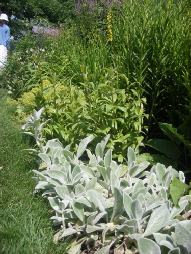 IMGP0063 (480x640).jpg