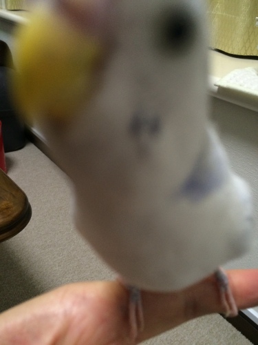 201511131204_3810_iphone.jpg
