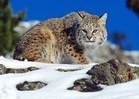 bobcat3(V.2012_11_20__10_25_08).jpg