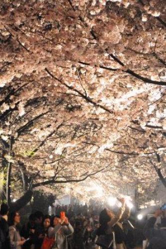 神戸市立王子動物園夜桜通り抜け２０１６.jpg