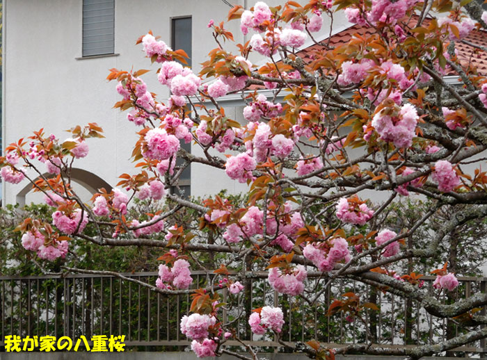 我が家の八重桜 Kororin日記 楽天ブログ