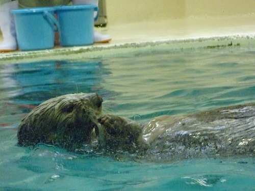 鳥羽水ラッコ