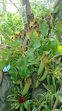 植物園訪問記録 手柄山温室植物園 僕の食虫植物日記 楽天ブログ