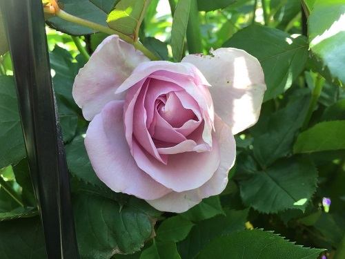 2016-04-29 13.31.35 - コピー.jpg