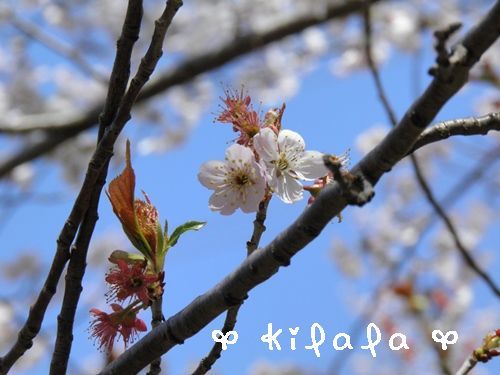 十六日桜(いざよいざくら).jpg