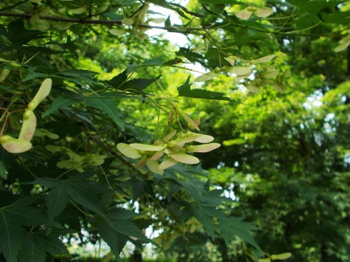 s-conv0306.jpg