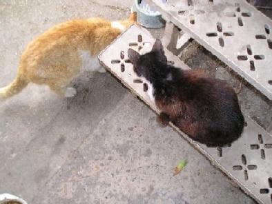 外猫