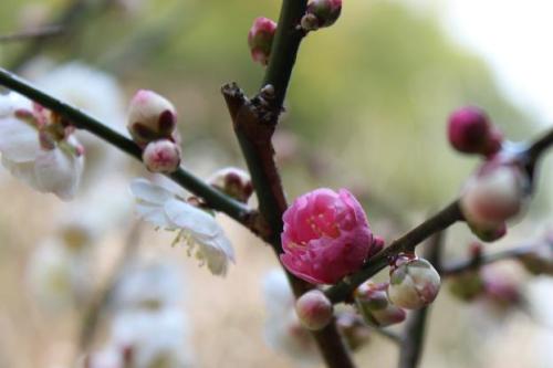 20150322 斑梅5.jpg