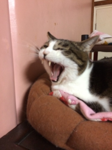 IMG_8063 - コピー.JPG