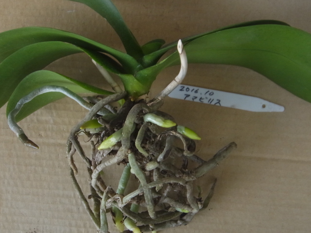 新芽や新根の成長が進む植え込み材料なしの胡蝶蘭！ | 植込み材料無し