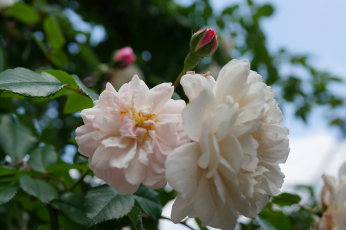 DSC02737.JPG