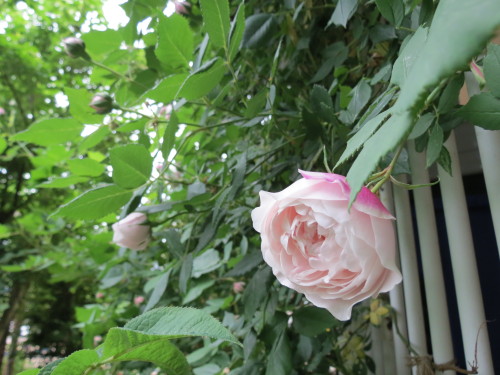 2013年5月17日 014.JPG