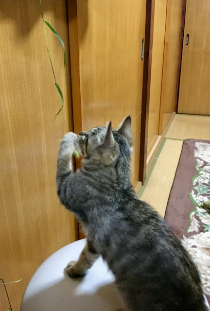 新 緑仙の日々是好日 食うて寝て遊んで育つ 新 緑仙の日々是好日 楽天ブログ