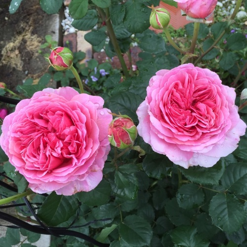 2016-05-06 14.41.01.jpg