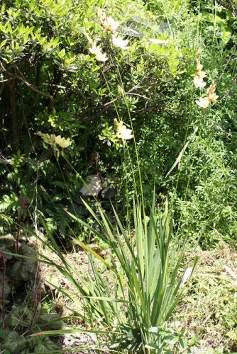 20150502 イキシア.jpg