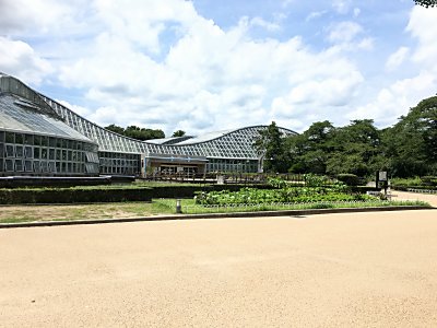 猛暑の 京都府立植物園 訪問記 観覧温室編 僕の食虫植物日記 楽天ブログ