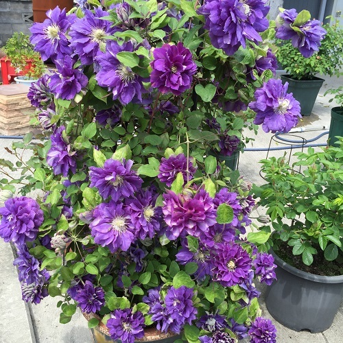 2016-04-26 13.20.13.jpg