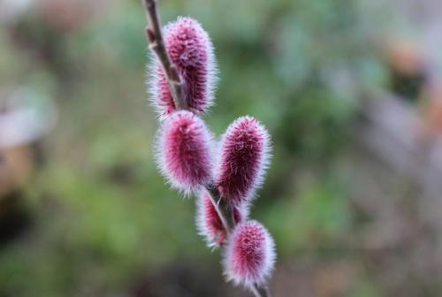 20150228 振袖柳.jpg