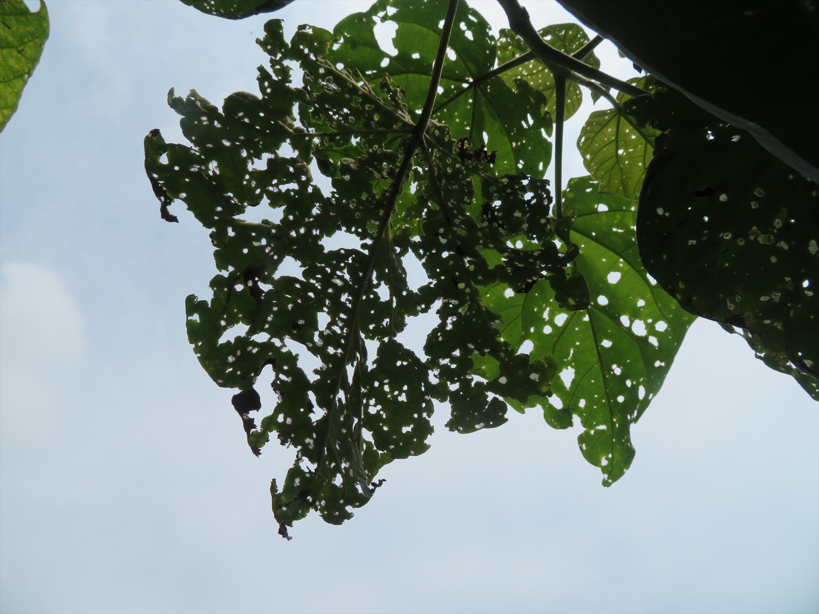 桐の虫食い葉 6月28日 ニンニク父さんのブログ 楽天ブログ